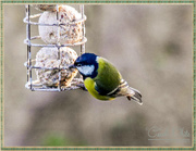 13th Jan 2016 - Great Tit