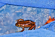 13th Jan 2016 - frog in the pool 2