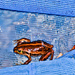 frog in the pool 2 by winshez