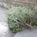 L'arbre de noel il est morte by davemockford