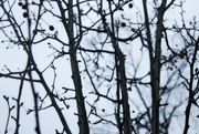 3rd Jan 2016 - branches