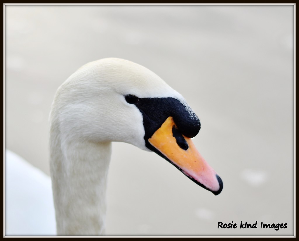 A friendly swan by rosiekind