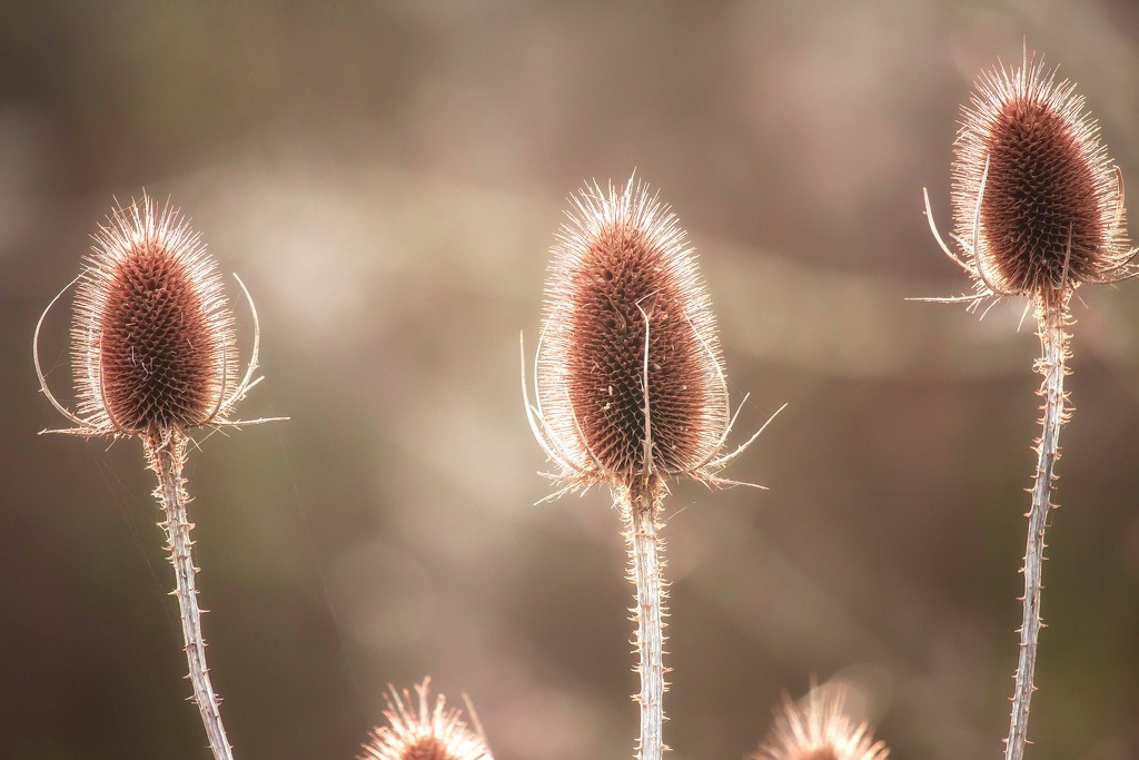 2016 01 13 - Teasels by pamknowler