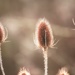 2016 01 13 - Teasels by pamknowler