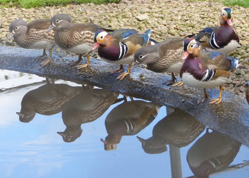  Mandarin Ducks by susiemc