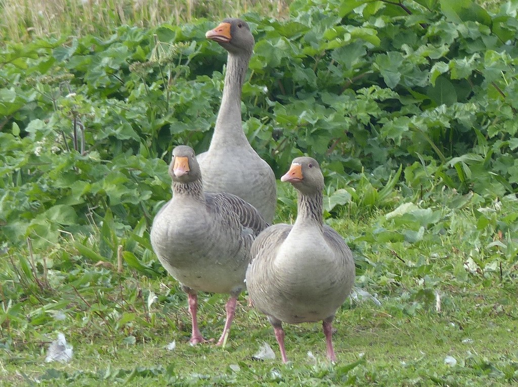  Greylag Geese by susiemc