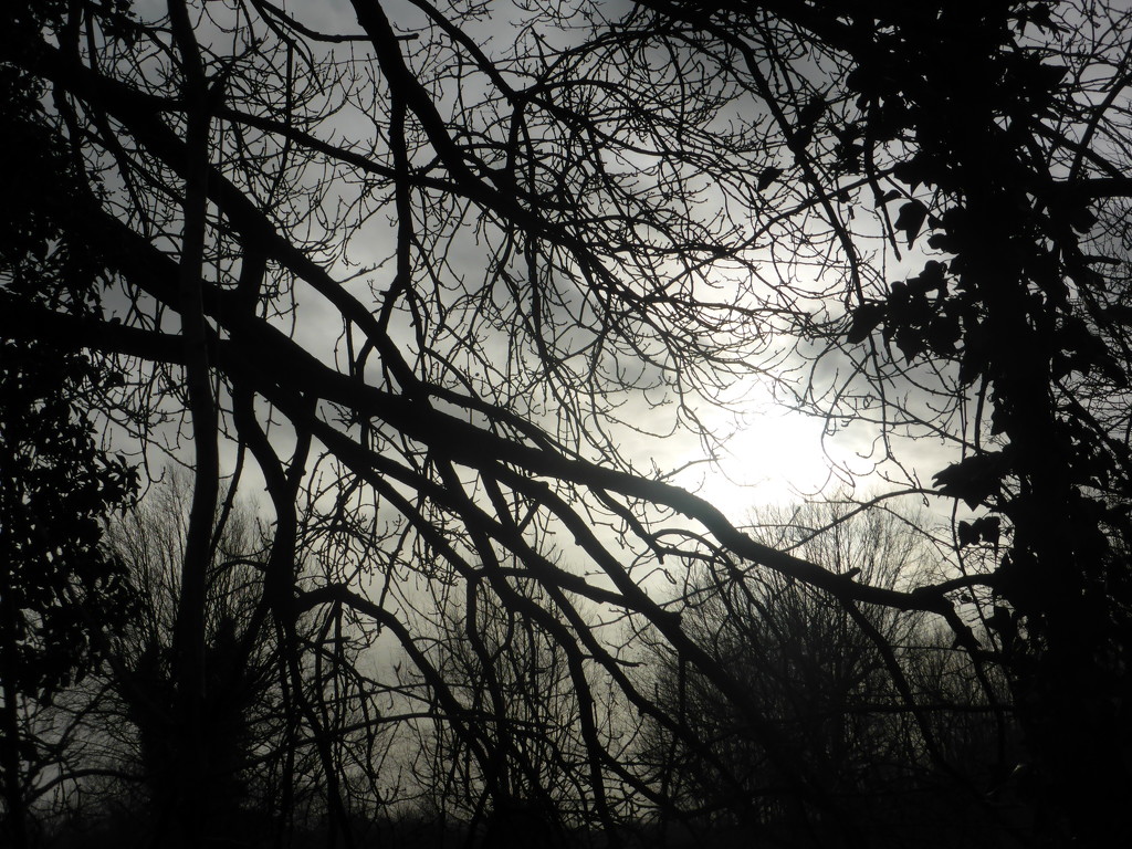 Drama in the branches by helenhall