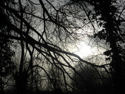13th Jan 2016 - Drama in the branches