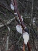 12th Jan 2016 - Pussy Willow