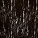 birch tree multi by davidrobinson
