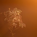 Weed at Golden Hour by kareenking
