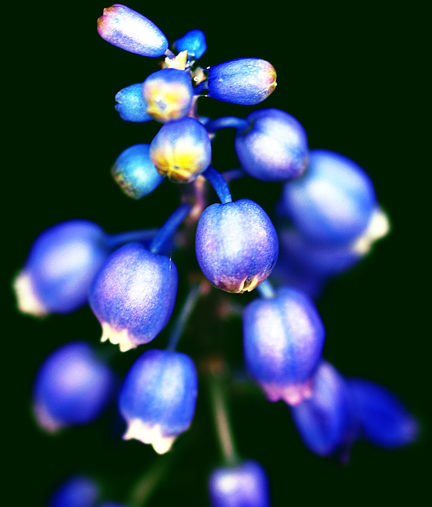 Blue Flowers by davidrobinson