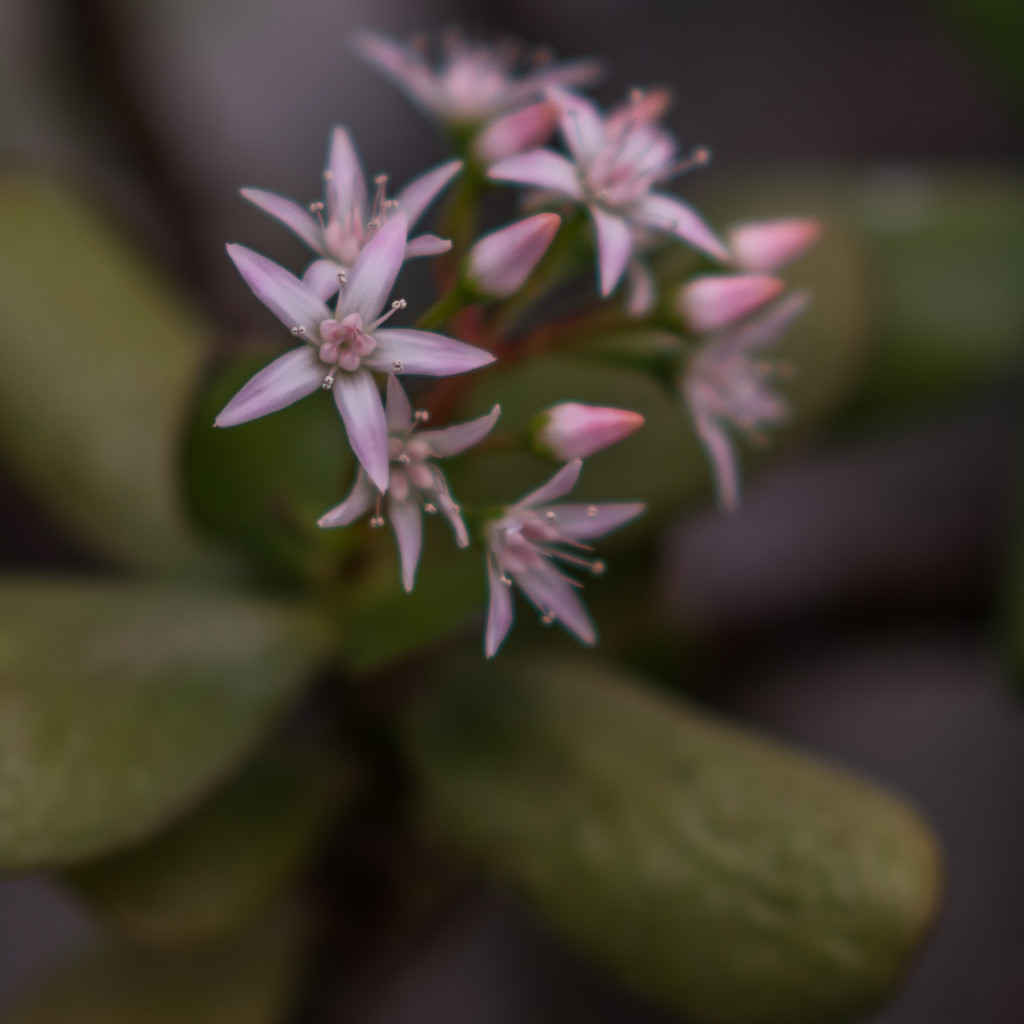 Jade Plant in the Desert Room by rminer