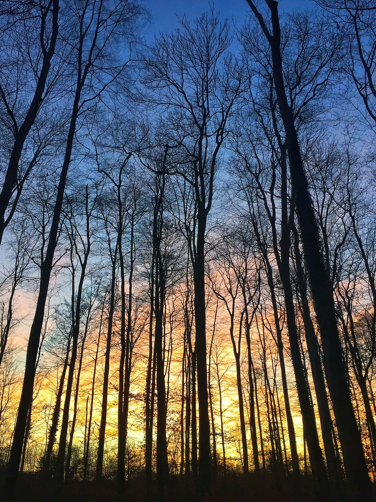 Sunset in the woods.  by cocobella