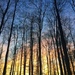 Sunset in the woods.  by cocobella