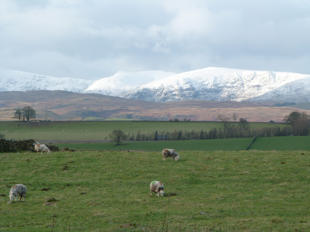 Snowy backdrop by shirleybankfarm