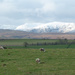 Snowy backdrop by shirleybankfarm
