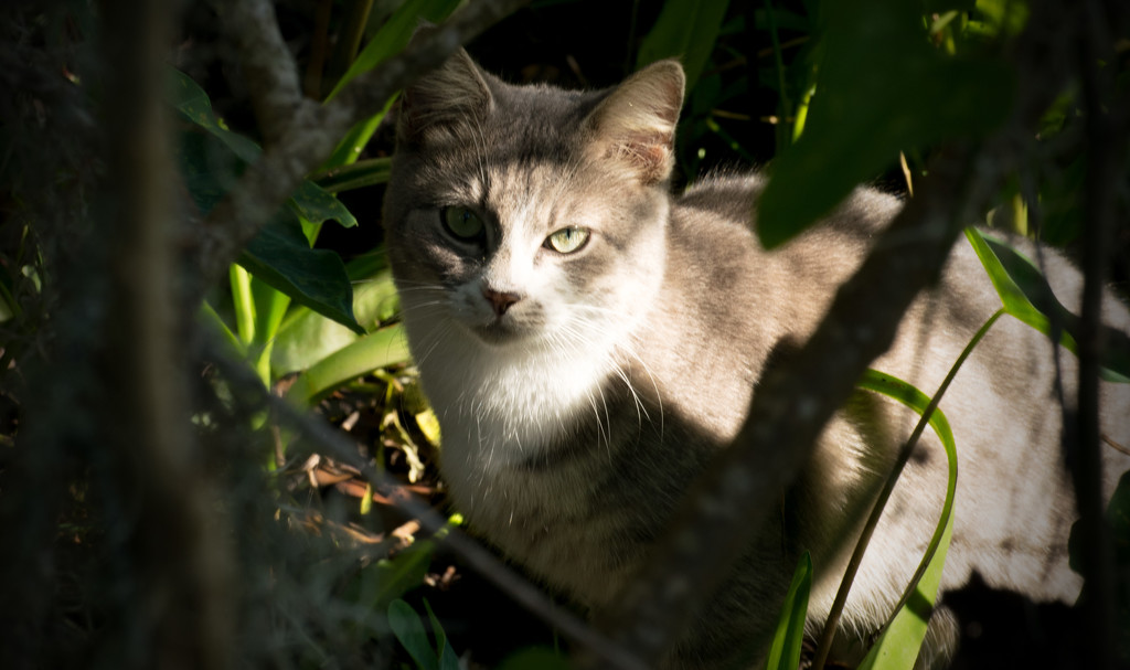 Sunlit Cat by rickster549