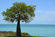 13th Jan 2016 - Boab, Standing Proud At Roebuck Bay_DSC0833