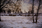 13th Jan 2016 - bales of hay on a winter day!