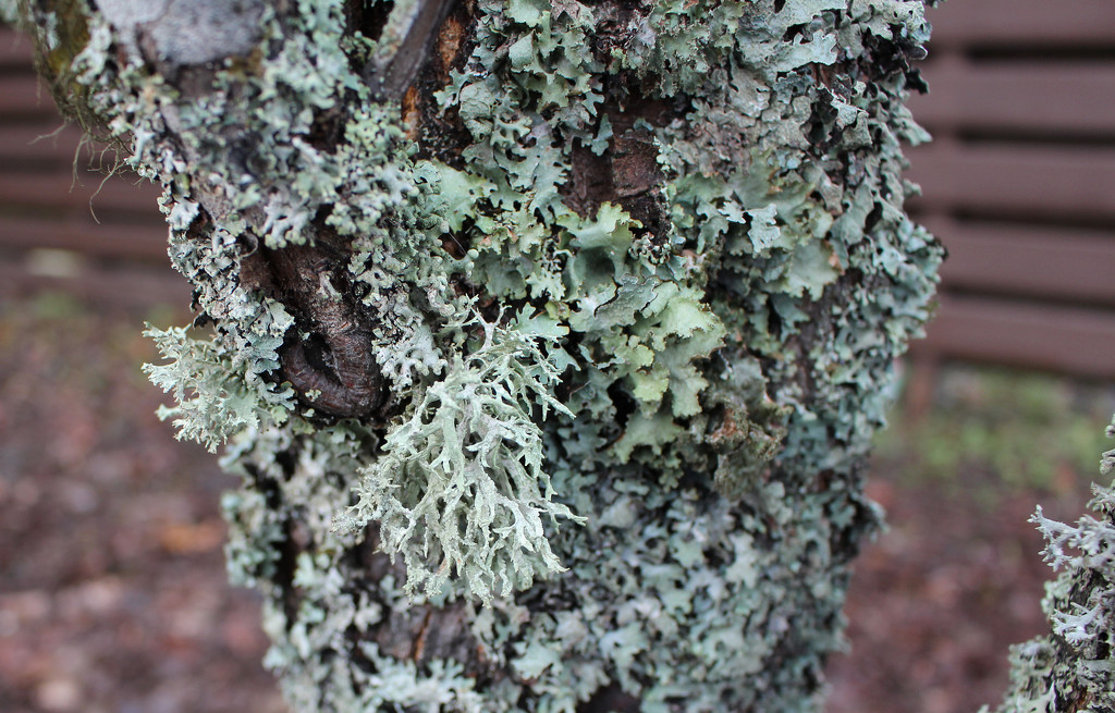 Lichen by annelis