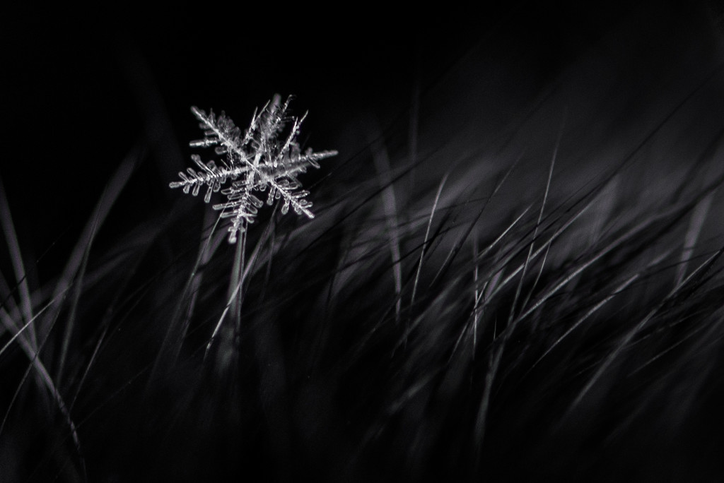 Snowflake in the Grasslands by taffy