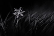 13th Jan 2016 - Snowflake in the Grasslands