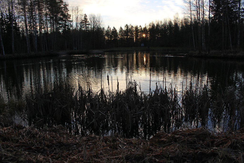 The pond in Sompio by annelis