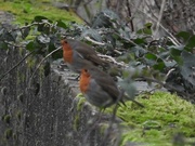 13th Jan 2016 - Two Little Dickie Birds Sat Upon A Wall