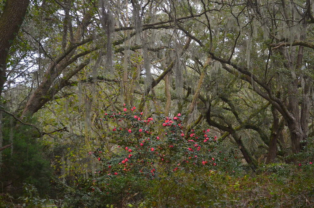 Camellias and live oaks, Charles Towne Landing State Historic Site, Charleston, SC by congaree