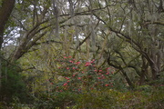 14th Jan 2016 - Camellias and live oaks, Charles Towne Landing State Historic Site, Charleston, SC
