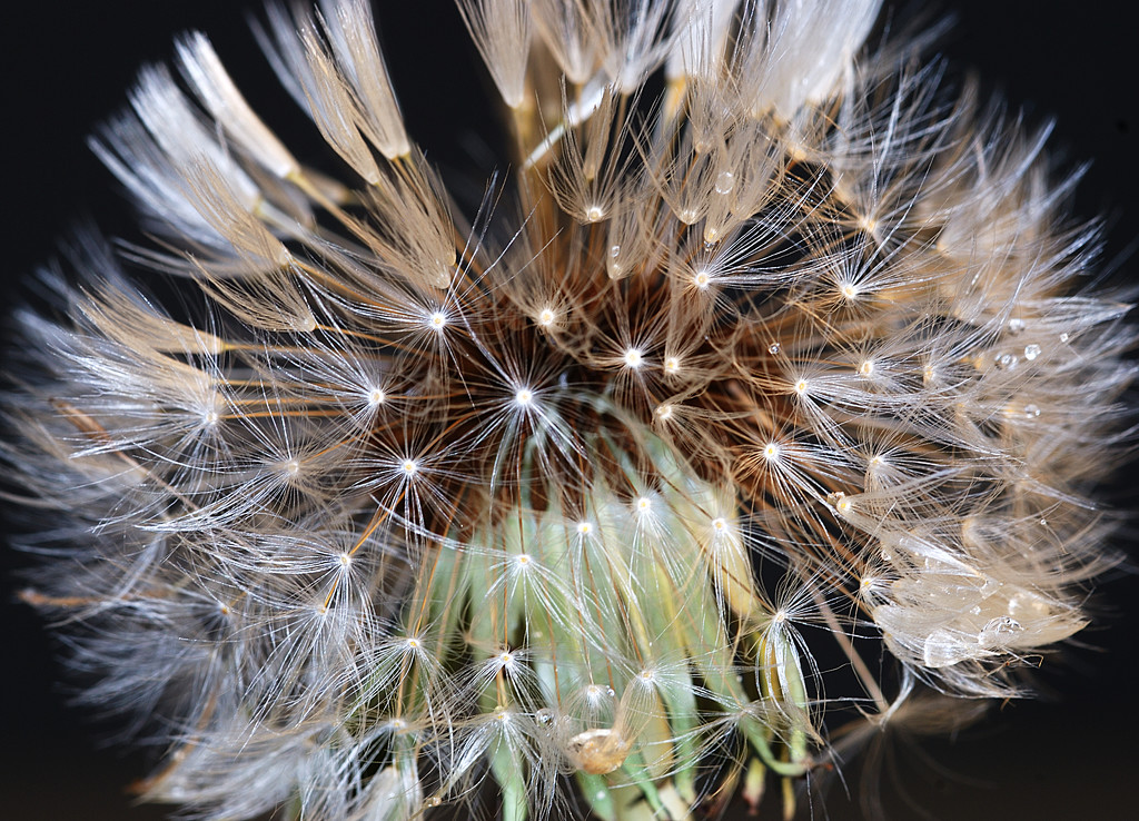 dandelion whole head by davidrobinson