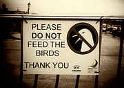 7th Jan 2016 - Feed the birds