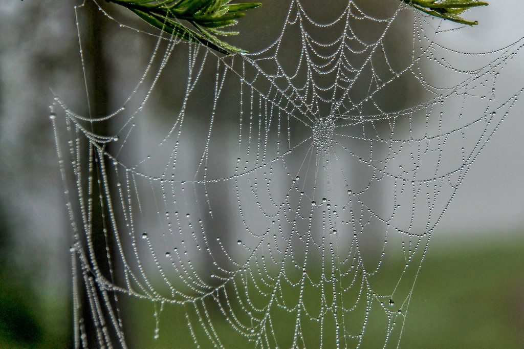 Watch out for the spider webs! by danette