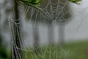 14th Jan 2016 - Watch out for the spider webs!
