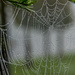 Watch out for the spider webs! by danette