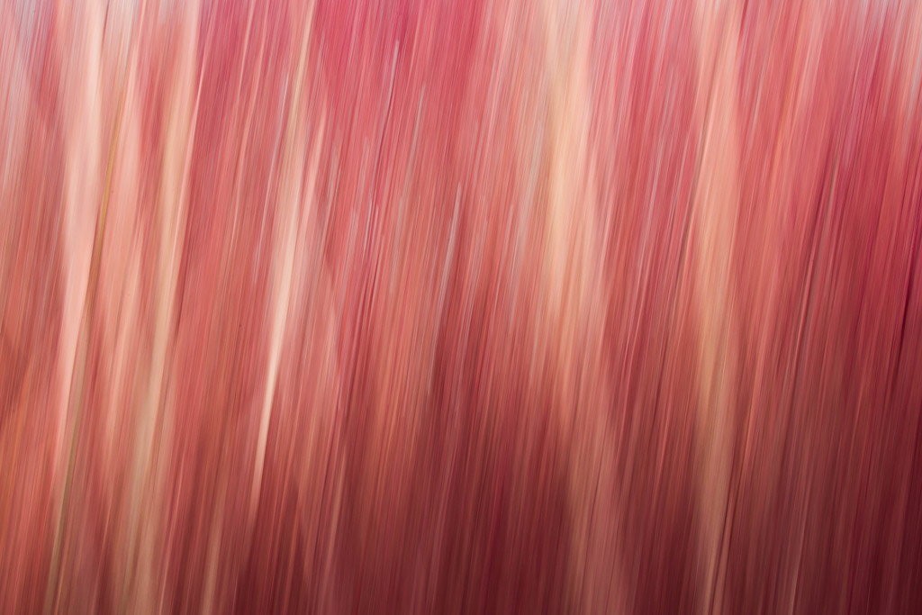 2016 01 14 - Red ICM by pamknowler