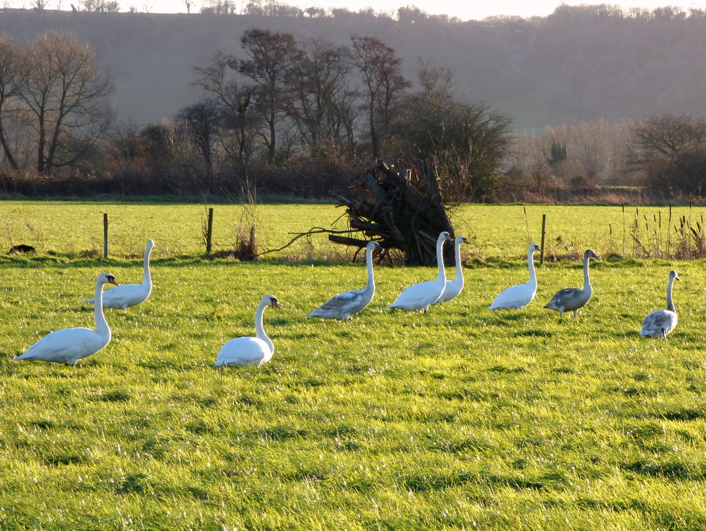 Mute swans on the Levels by julienne1