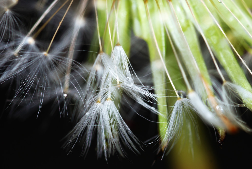 Dandelion Seeds Close Up by davidrobinson