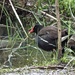 Resident Moorhen by rob257