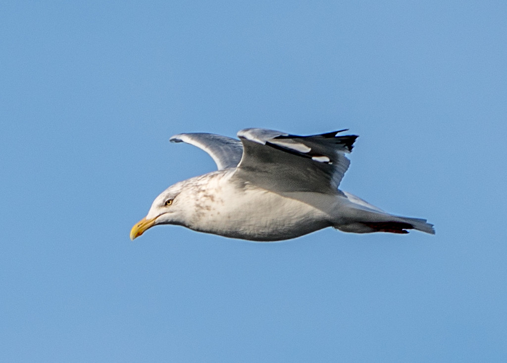 Herring Gull (Adult) Sideview by rminer