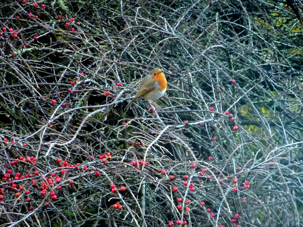 Little Robin Redbreast  by snowy