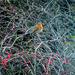 Little Robin Redbreast  by snowy