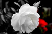 14th Jan 2016 - White Rose