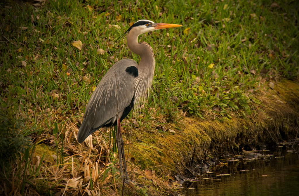 Great Blue Heron Contemplating Dinner! by rickster549