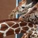 giraffes_68:365 by gaylewood
