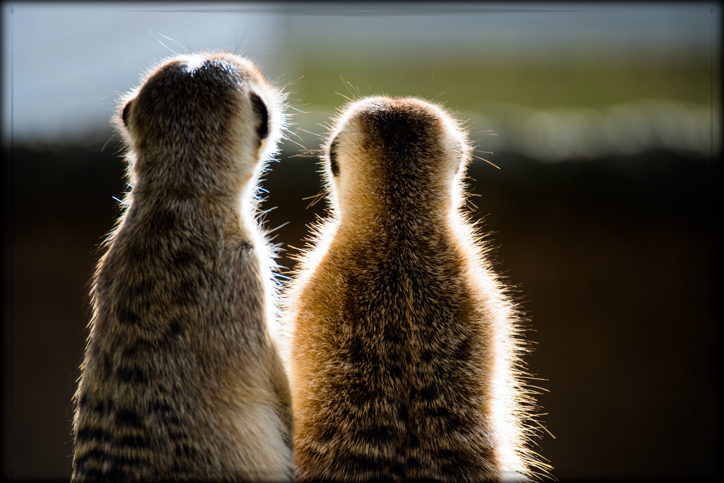 Meerkat Love by stray_shooter