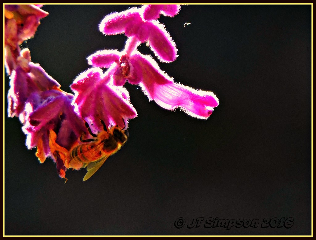 Bee on a Salvia hammock by soylentgreenpics