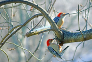 14th Jan 2016 - Inqusitive Red-bellied Woodpeckers