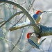 Inqusitive Red-bellied Woodpeckers by dsp2